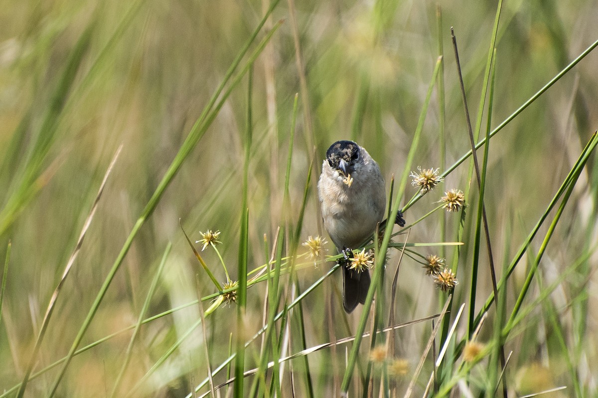Pearly-bellied Seedeater - Luiz Carlos Ramassotti