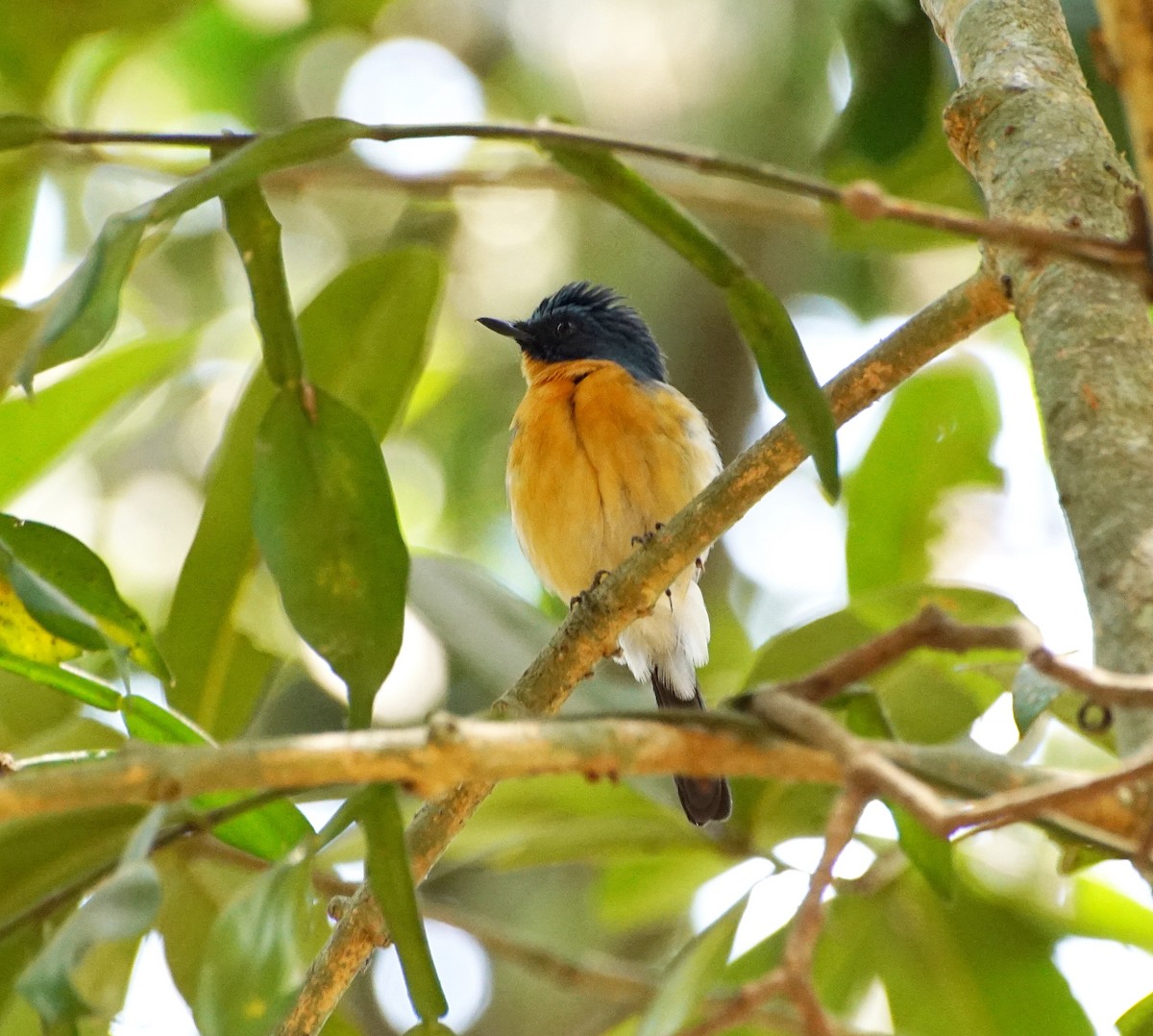 Tickell's Blue Flycatcher - Raghavendra  Pai