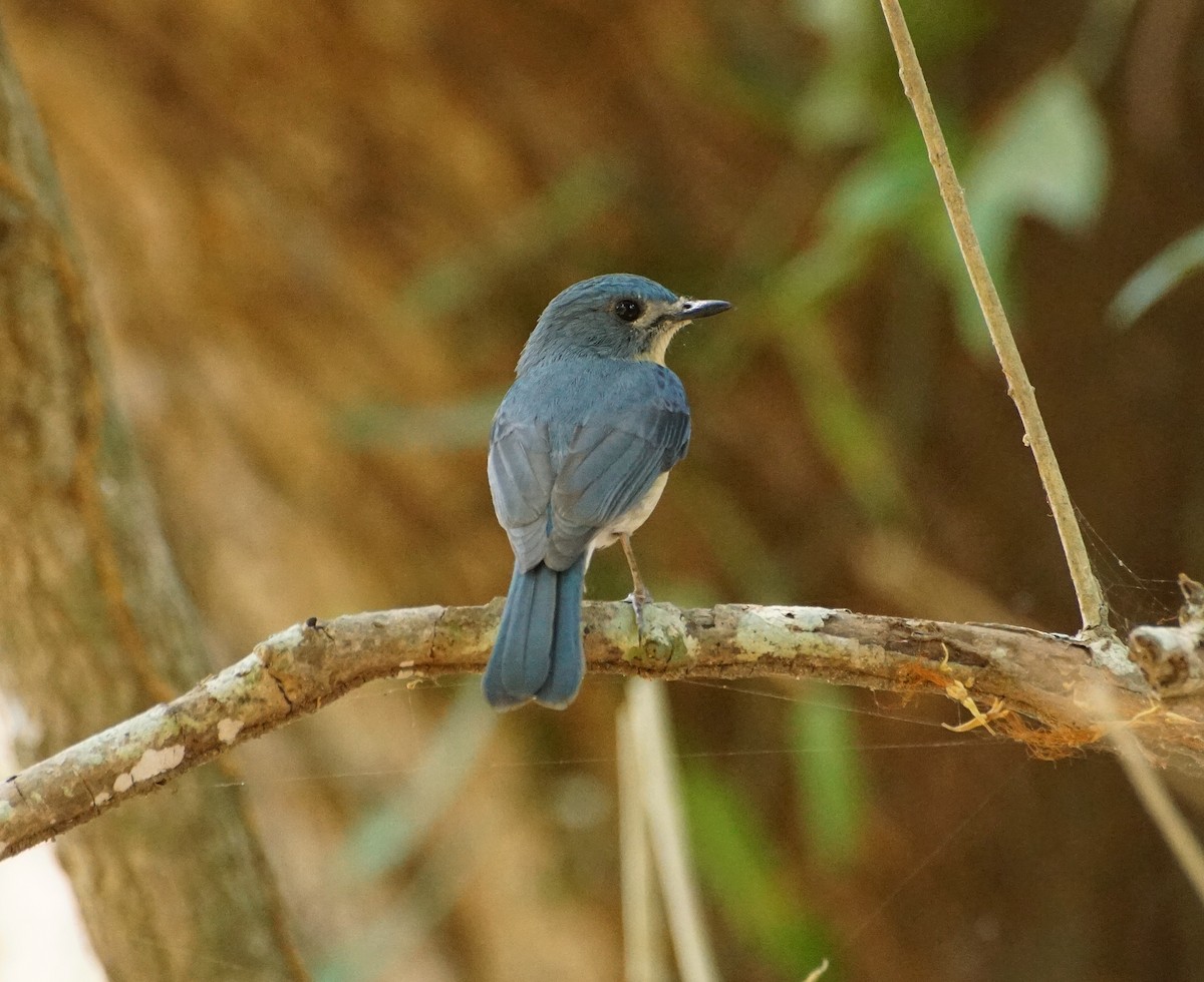 Tickell's Blue Flycatcher - Raghavendra  Pai
