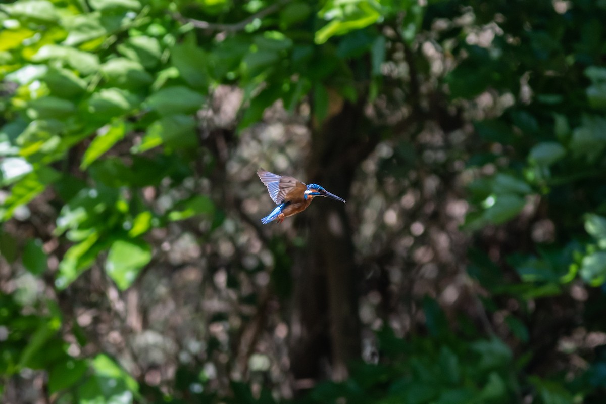 Common Kingfisher - Charles Thomas