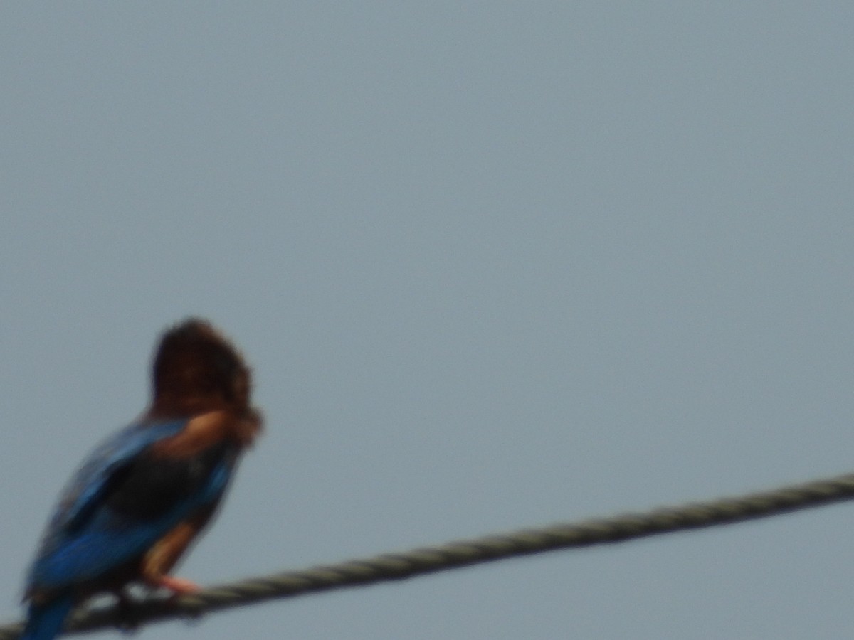 White-throated Kingfisher - Lakshmikant Neve