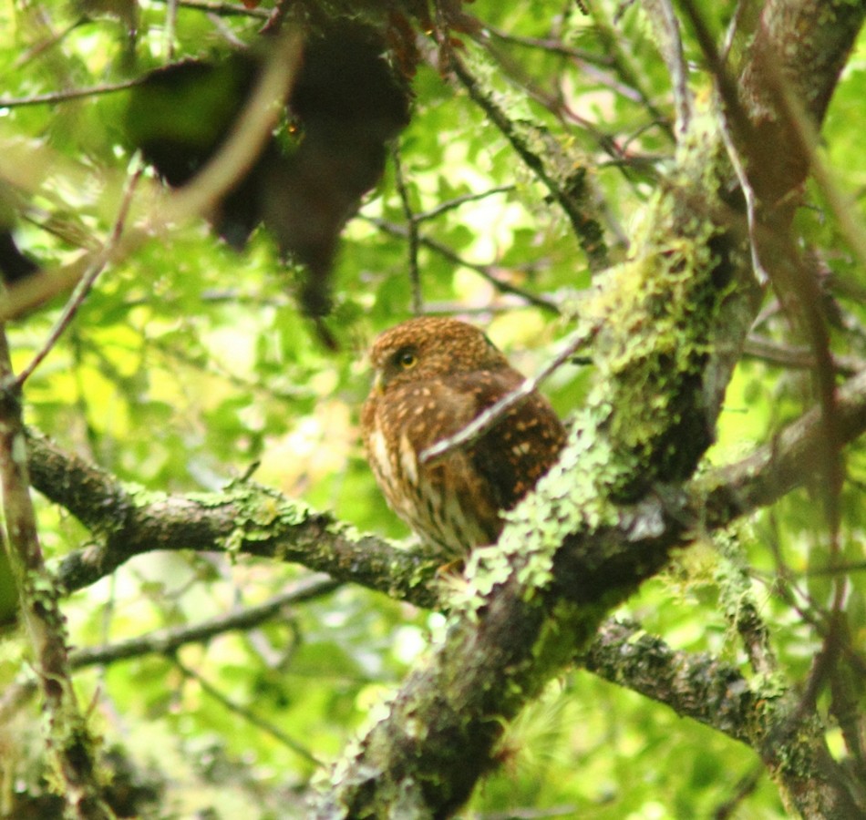 Yungas Pygmy-Owl - ML152227191