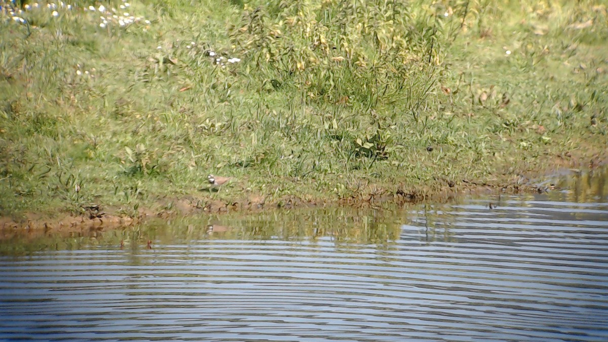 Little Ringed Plover - Urdaibai  Bird Center