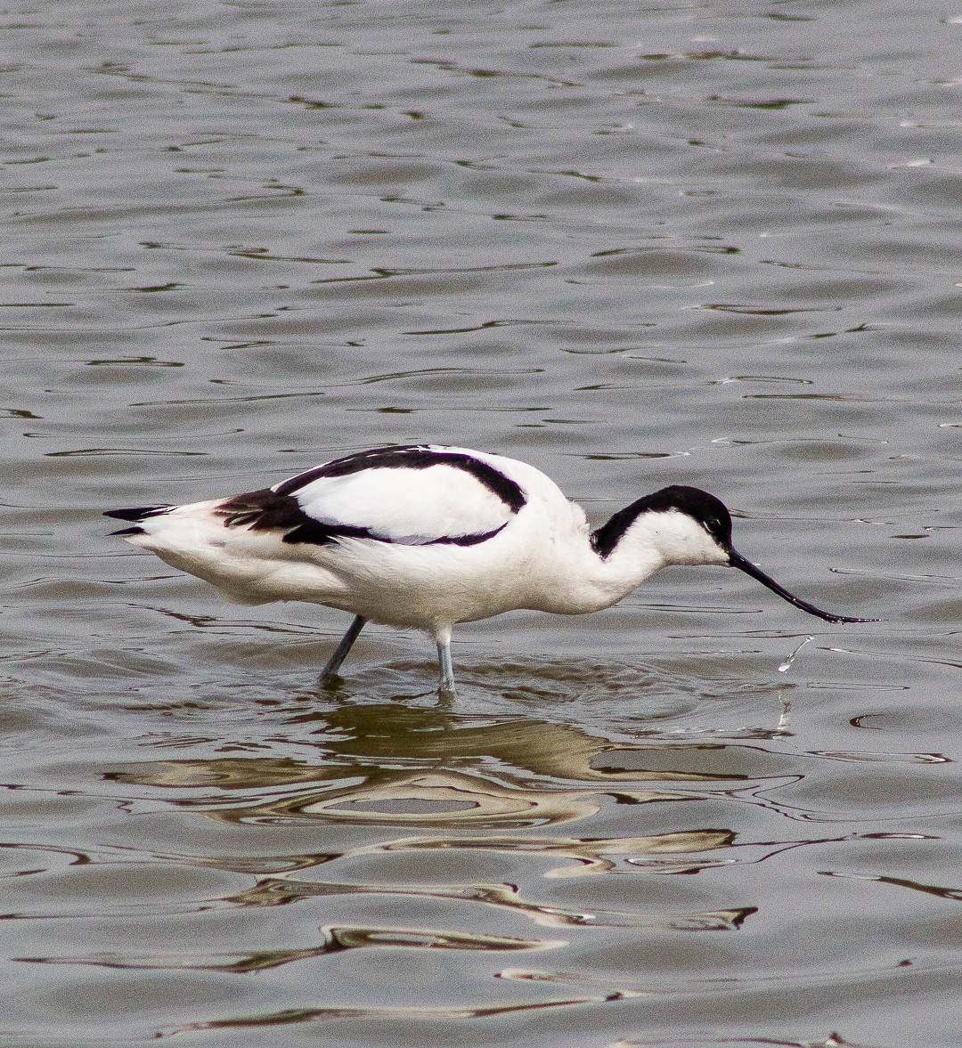Pied Avocet - Theo Stowell