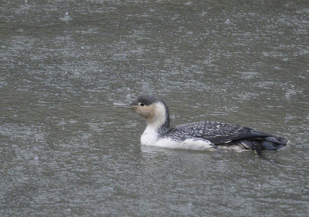 Red-throated Loon - ML152227451