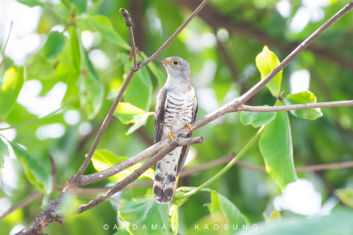 Indian Cuckoo - ML152227791