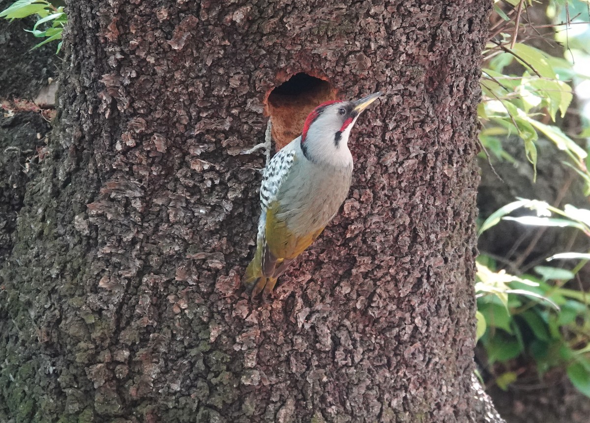 Japanese Woodpecker - ML152228721