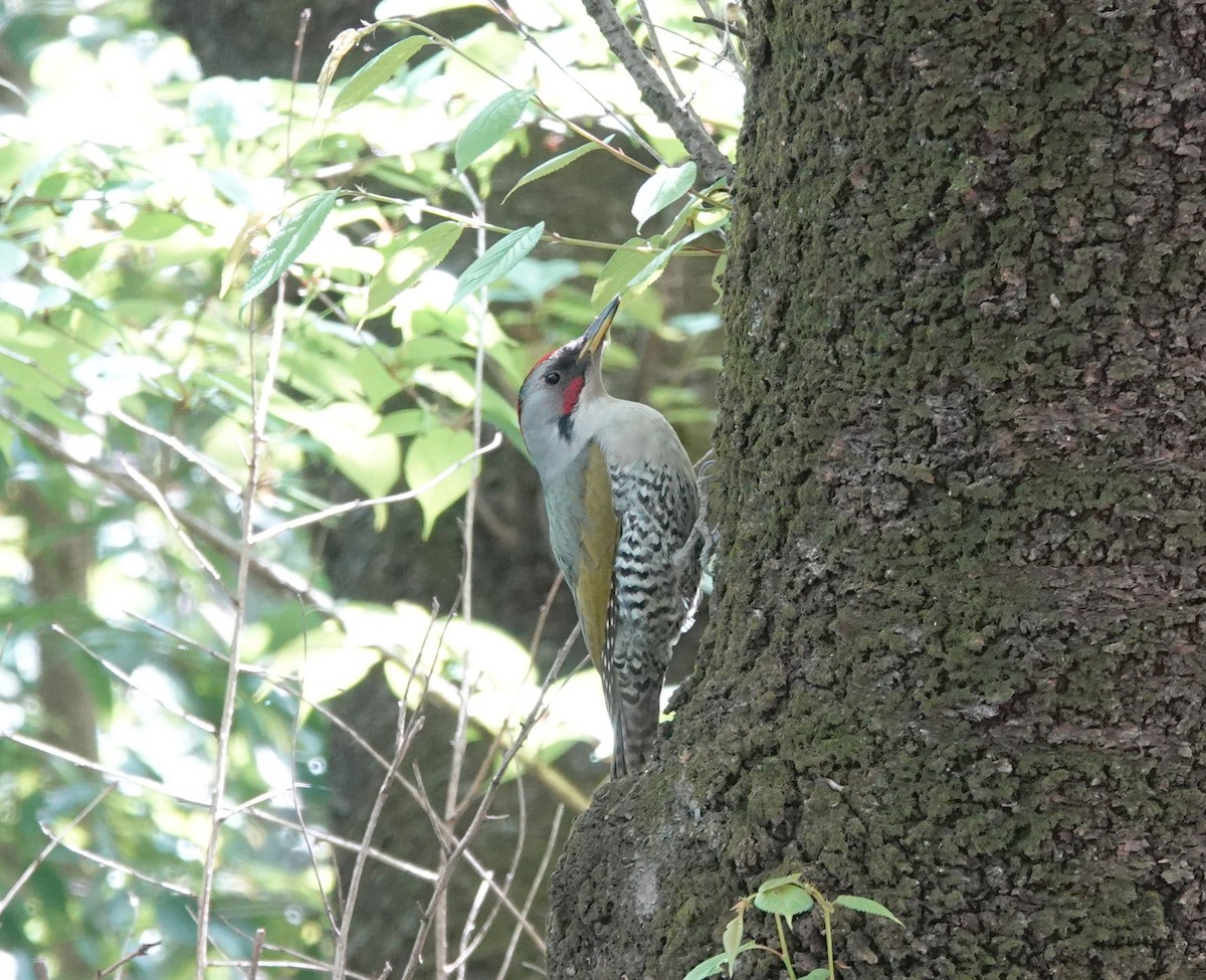 Japanese Woodpecker - ML152228801