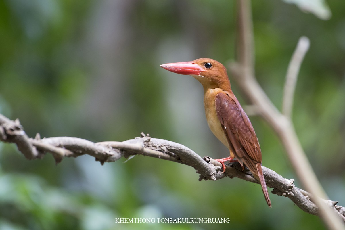 Ruddy Kingfisher - Khemthong Tonsakulrungruang