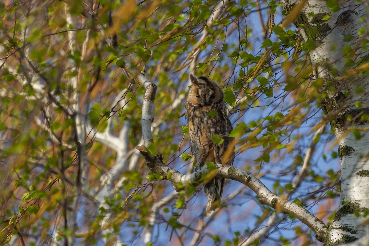 Long-eared Owl - Martin H. Horny