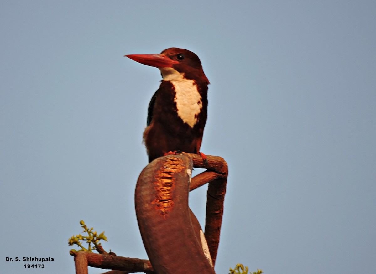 White-throated Kingfisher - Dr. Shishupala S