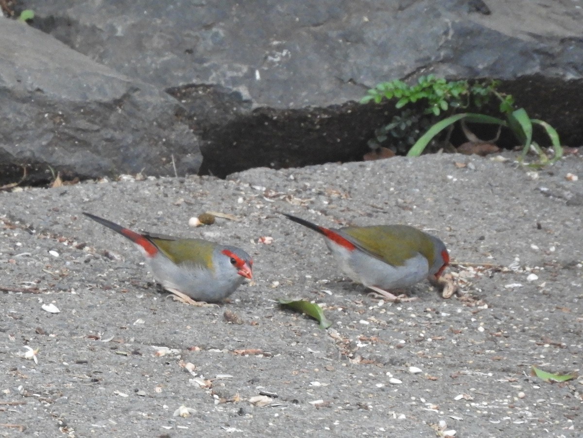 Red-browed Firetail - ML152229941