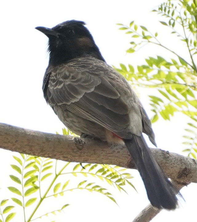 Red-vented Bulbul - ML152230941