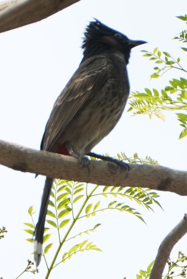 Red-vented Bulbul - ML152230951