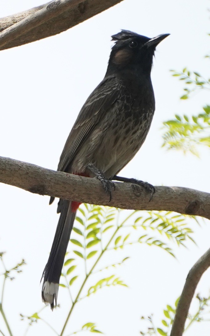 Red-vented Bulbul - ML152230991