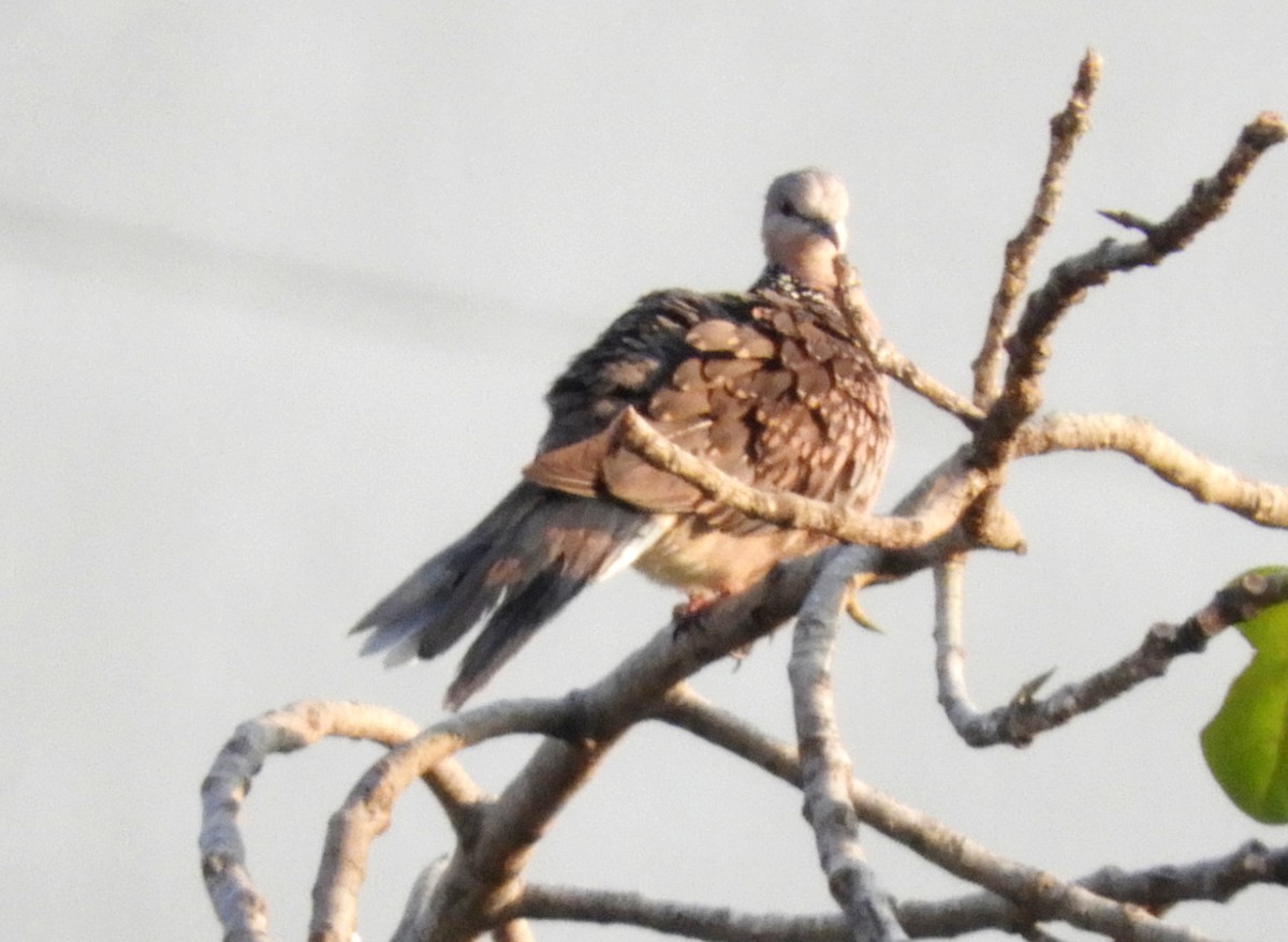 Spotted Dove - ML152231921
