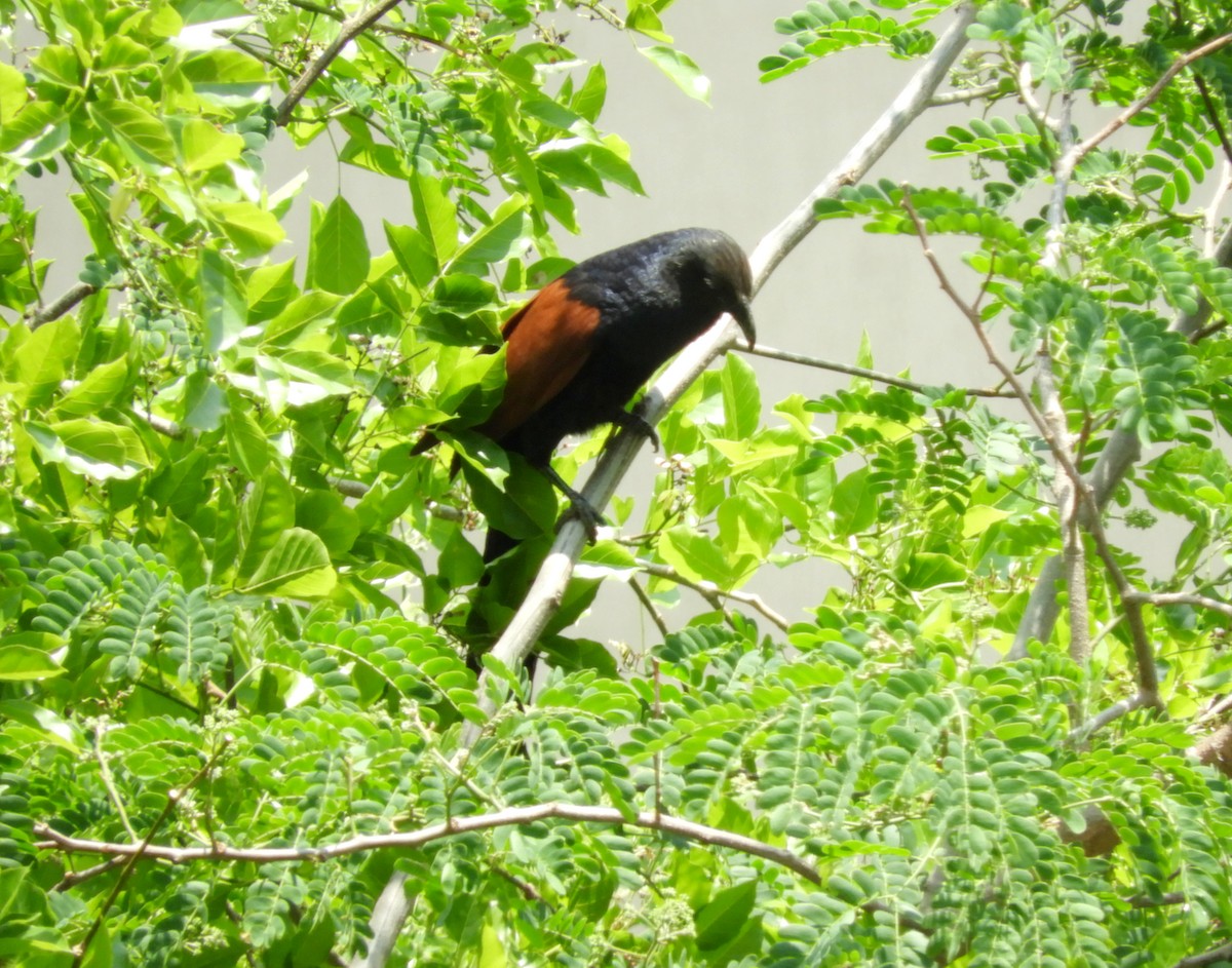 Greater Coucal - ML152232311