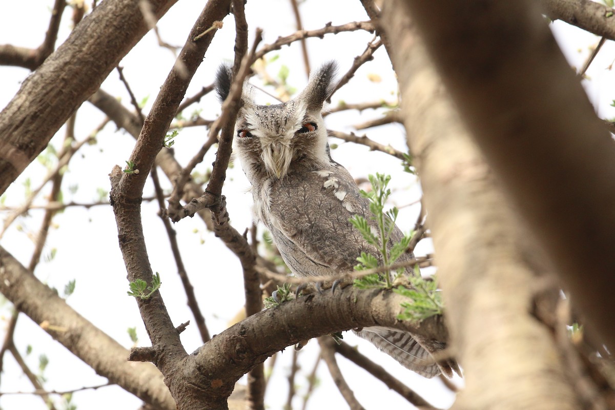 Northern White-faced Owl - ML152234721