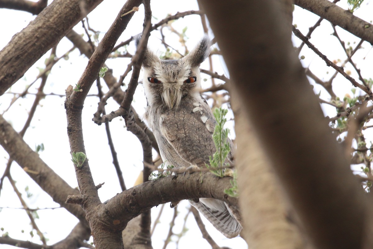 Northern White-faced Owl - ML152234751