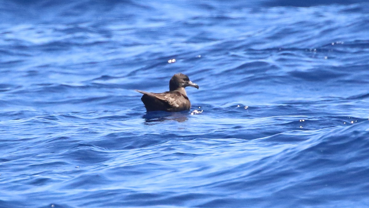 Flesh-footed Shearwater - ML152234911