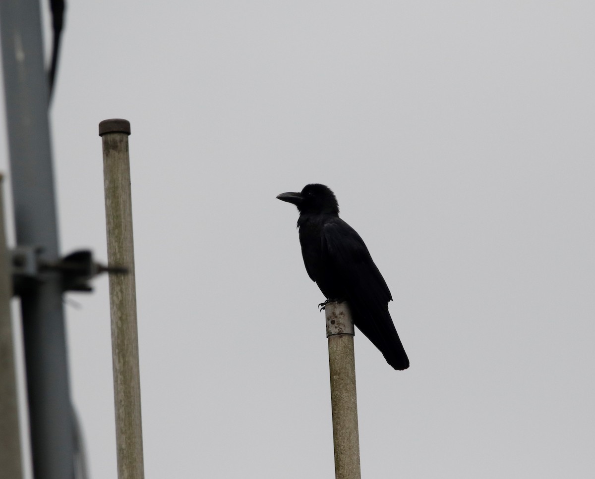 Large-billed Crow - Jon Aird