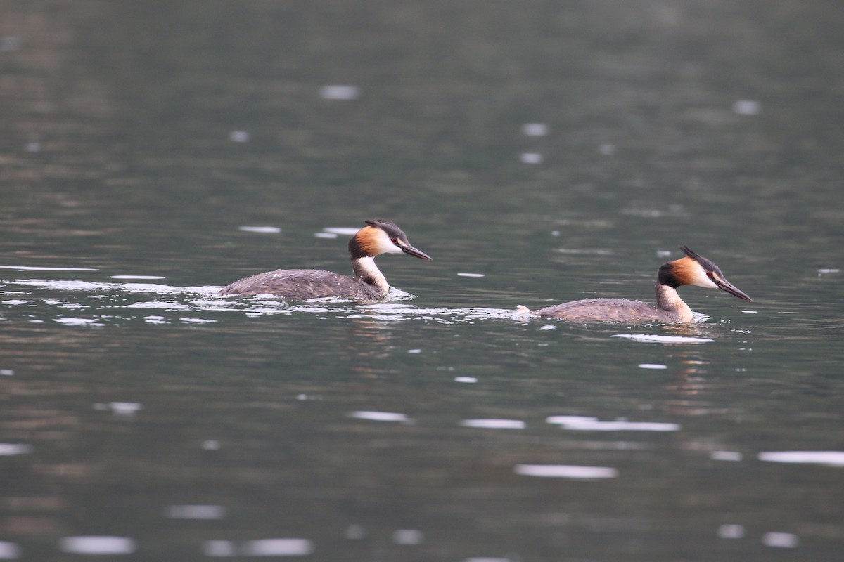 Great Crested Grebe - Oscar Campbell
