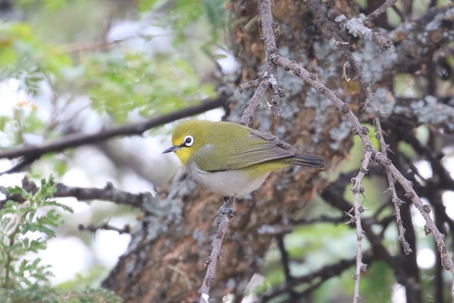 Adult lateral view (subspecies <em>poliogastrus</em>). - Heuglin's White-eye - 