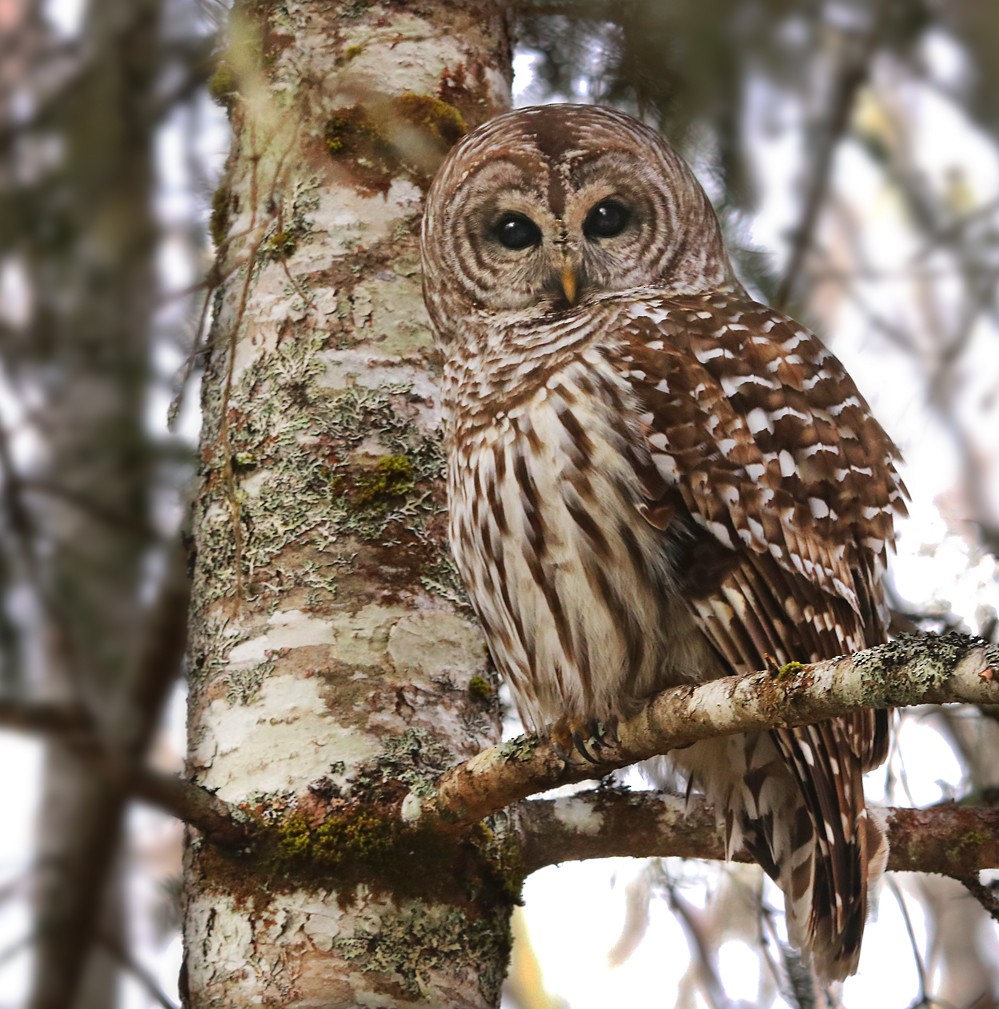 Barred Owl - Cliff Sandeson