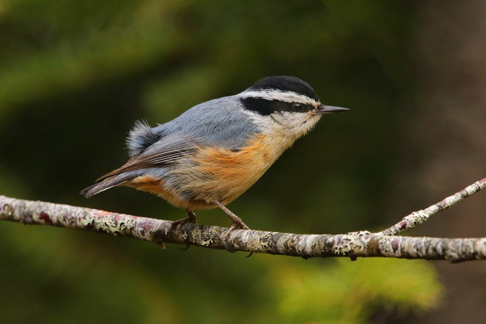 Red-breasted Nuthatch - Cliff Sandeson