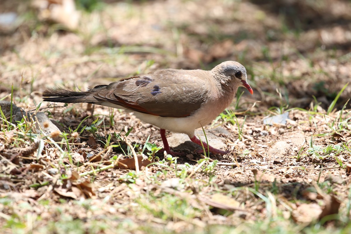 Blue-spotted Wood-Dove - Oscar Campbell