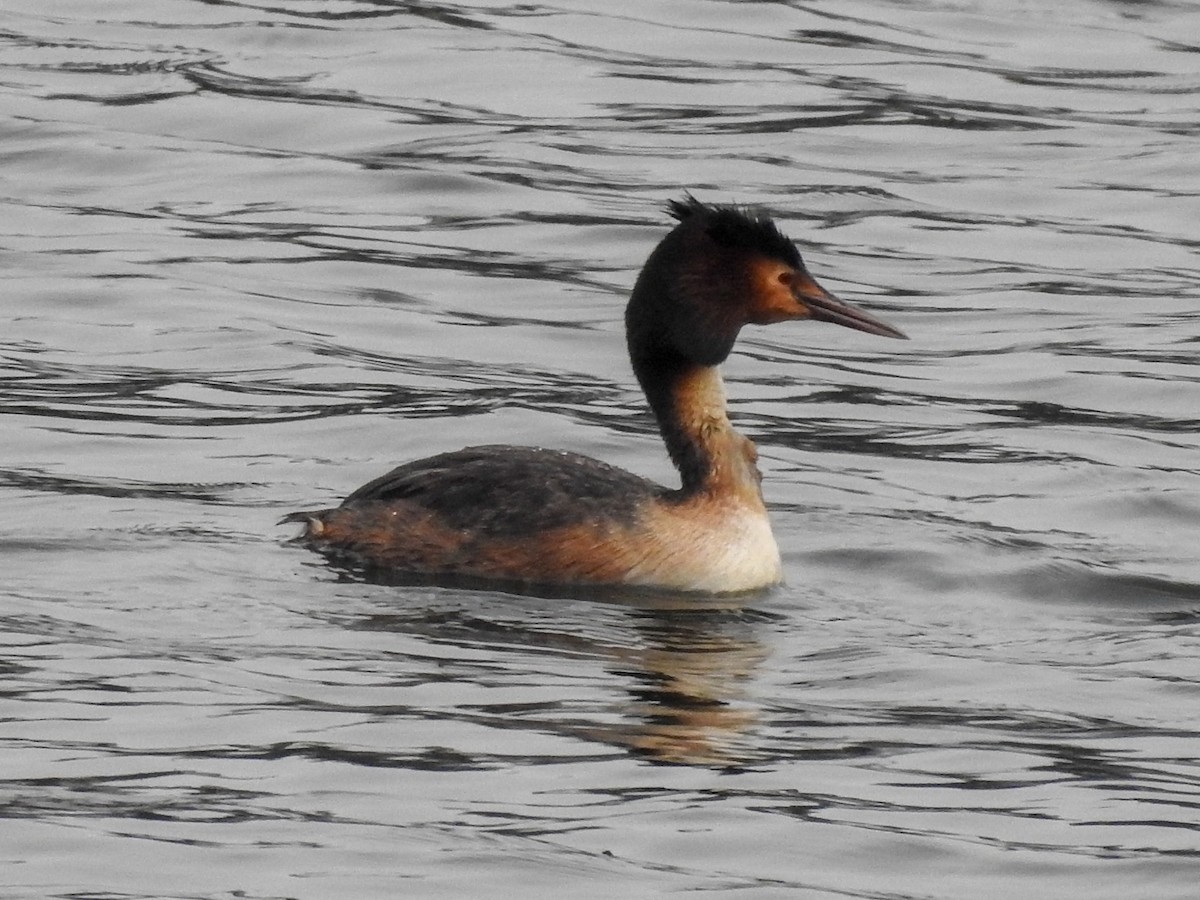 Great Crested Grebe - Anonymous