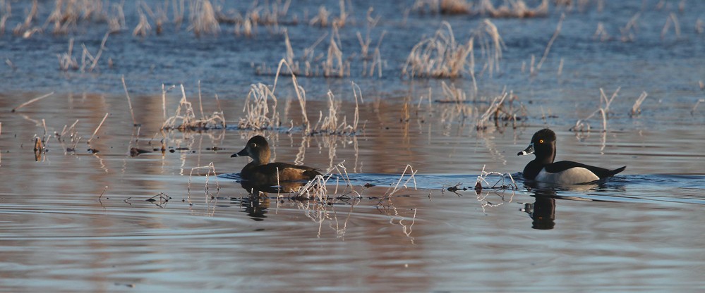 Ring-necked Duck - Anonymous