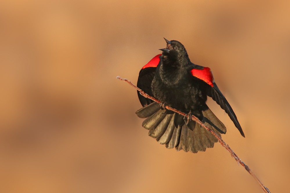 Red-winged Blackbird - Cliff Sandeson