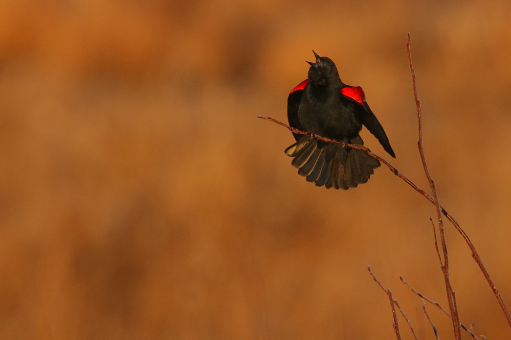 Red-winged Blackbird - Cliff Sandeson