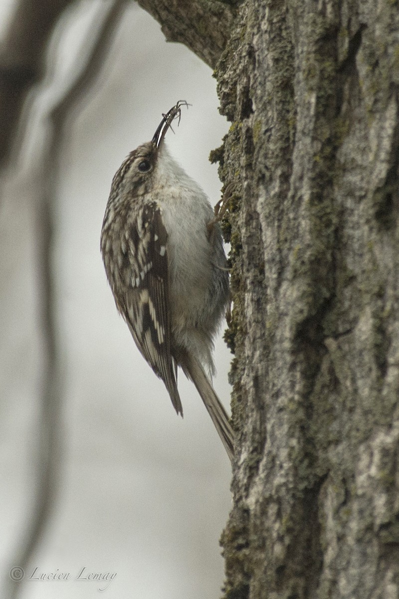 Brown Creeper - Lucien Lemay