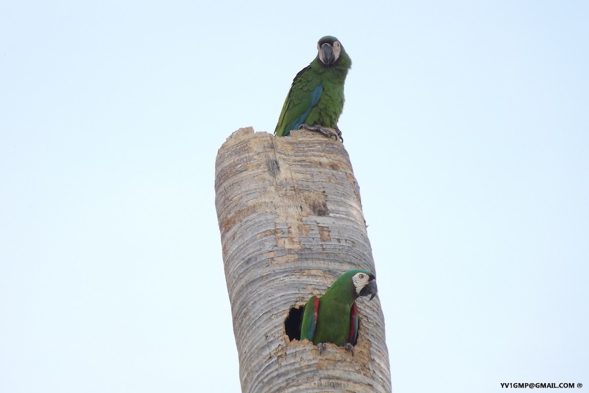 Chestnut-fronted Macaw - Carlos E. Pérez S.L.