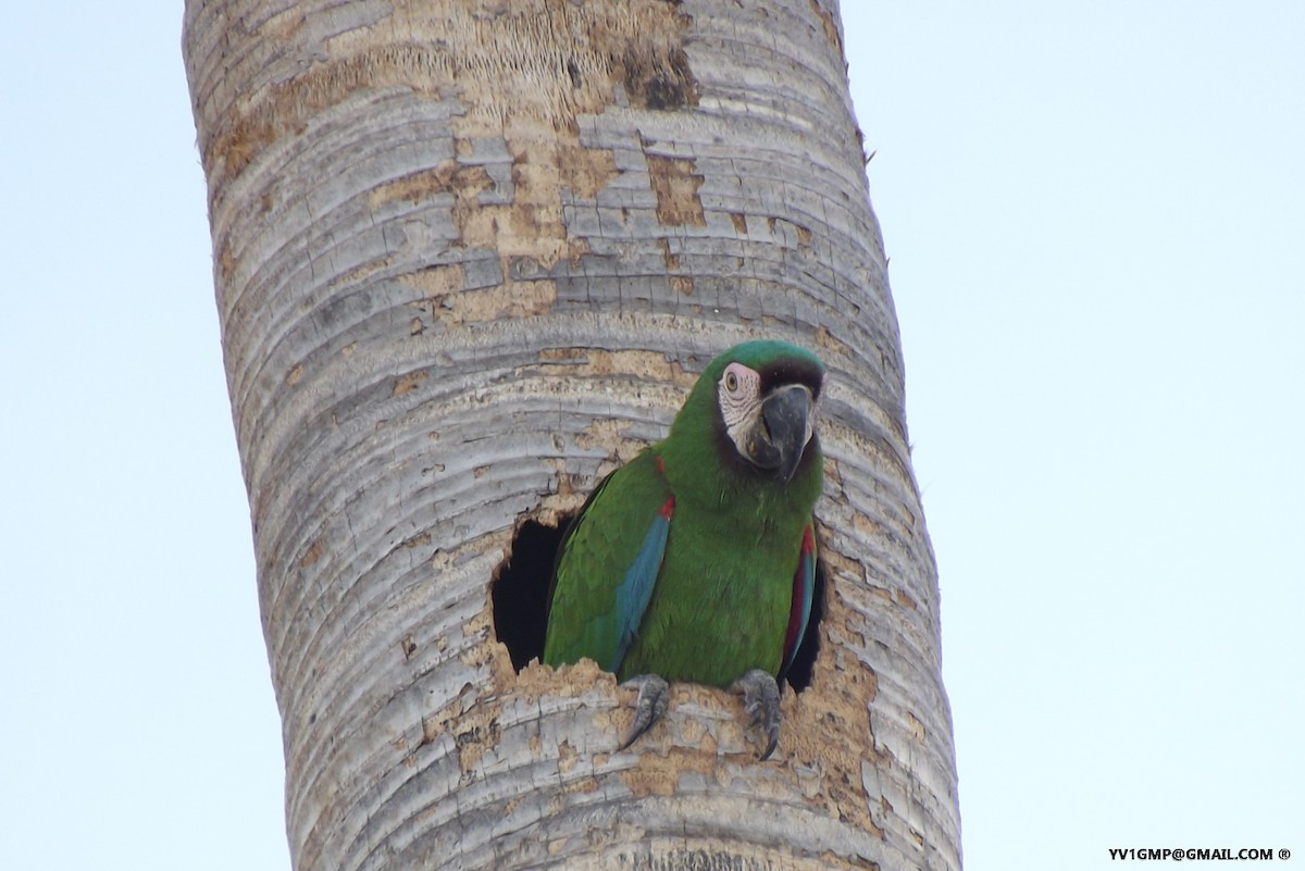 Chestnut-fronted Macaw - ML152239211