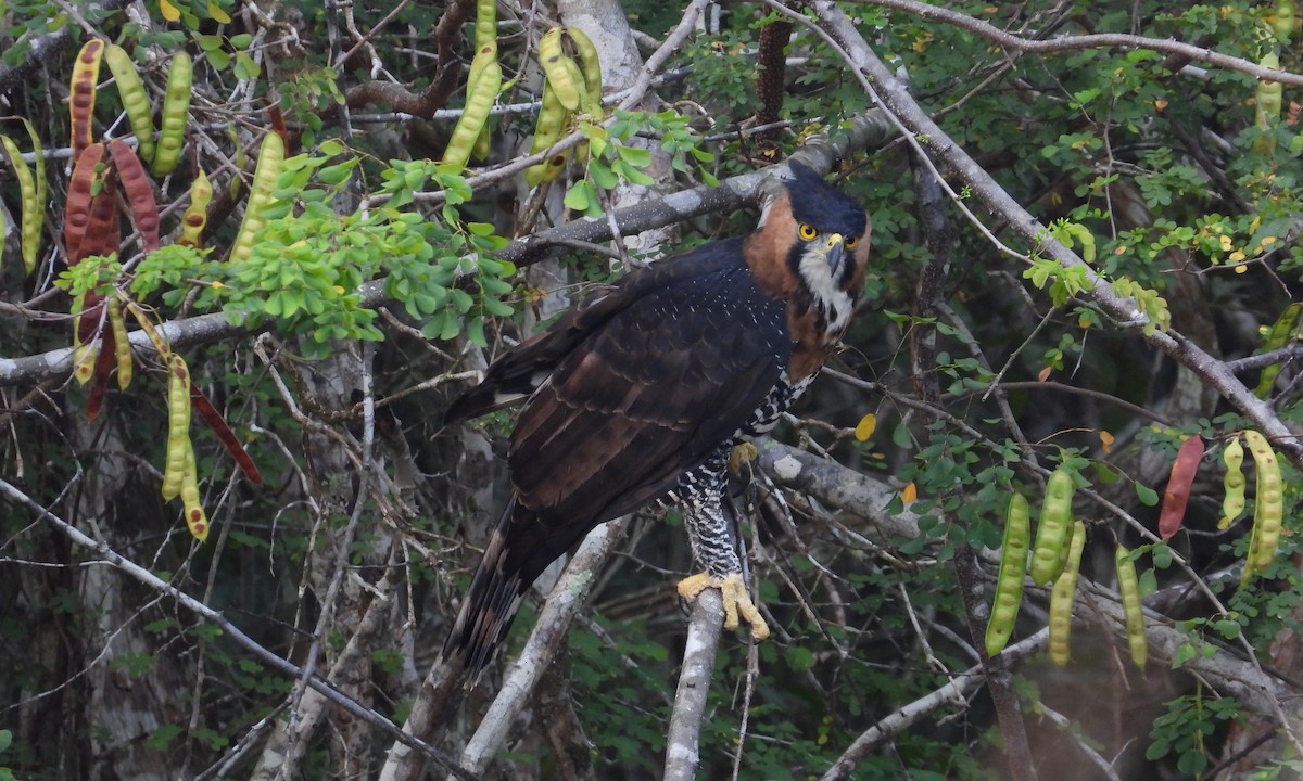 Ornate Hawk-Eagle - grete pasch