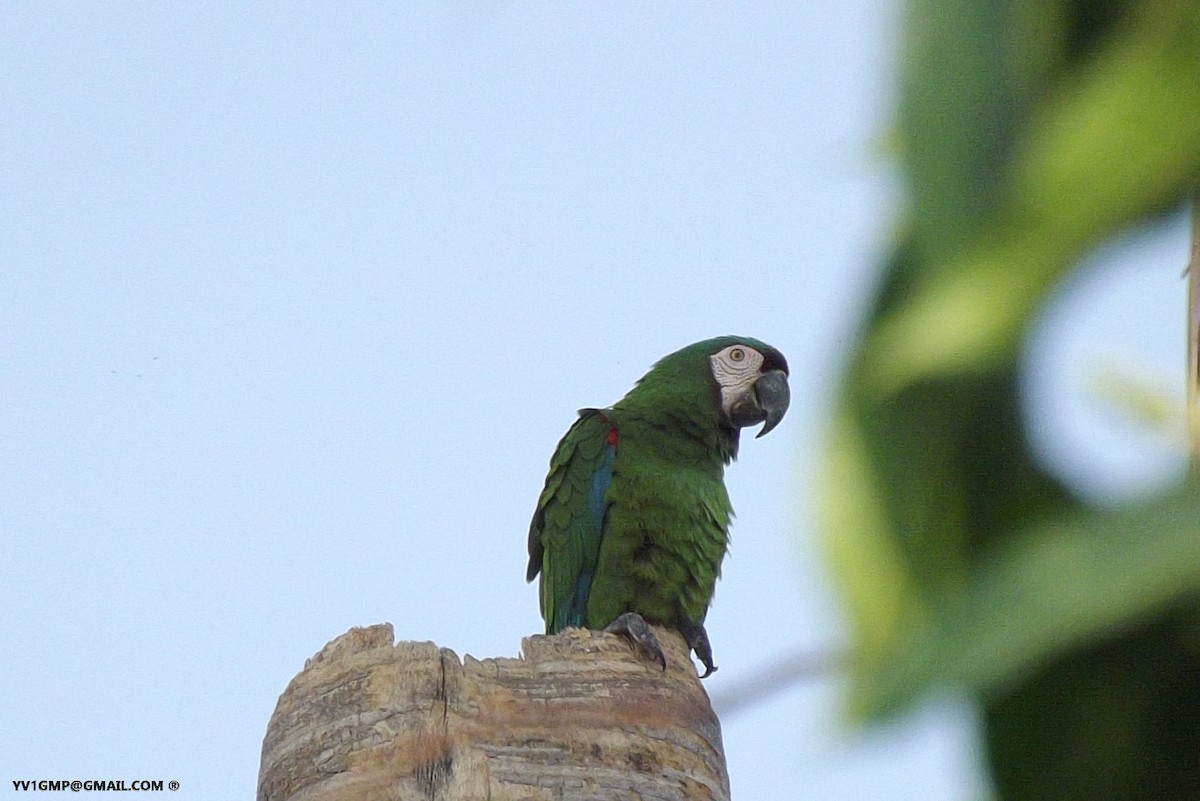 Chestnut-fronted Macaw - ML152239291
