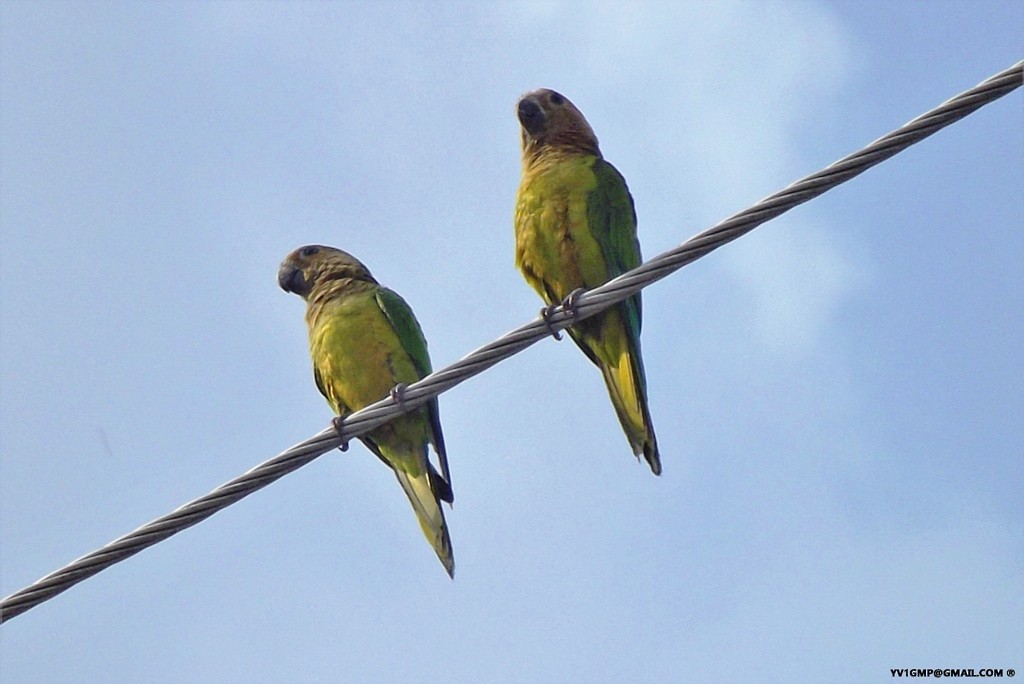 Brown-throated Parakeet - Carlos E. Pérez S.L.