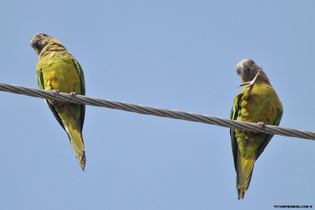 Brown-throated Parakeet - ML152240161