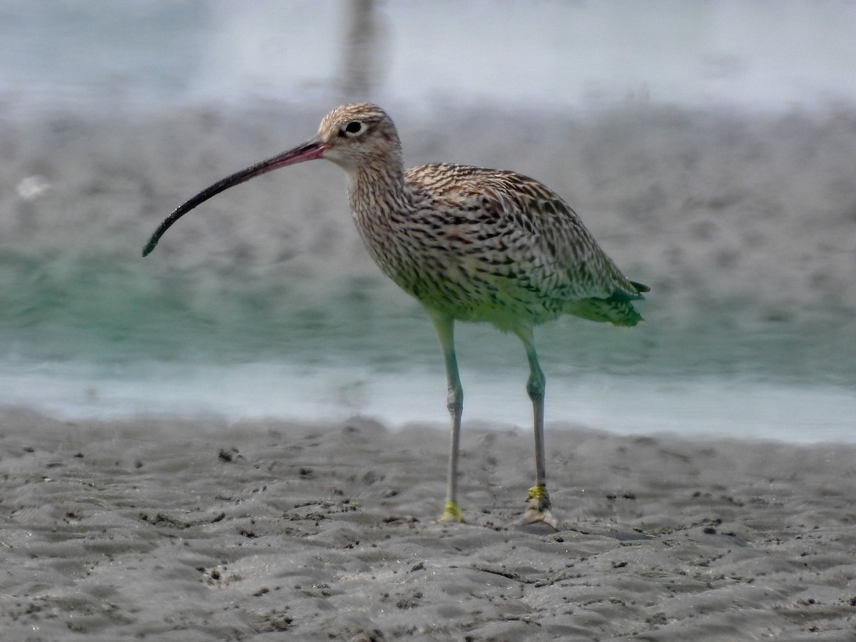 Far Eastern Curlew - Anonymous