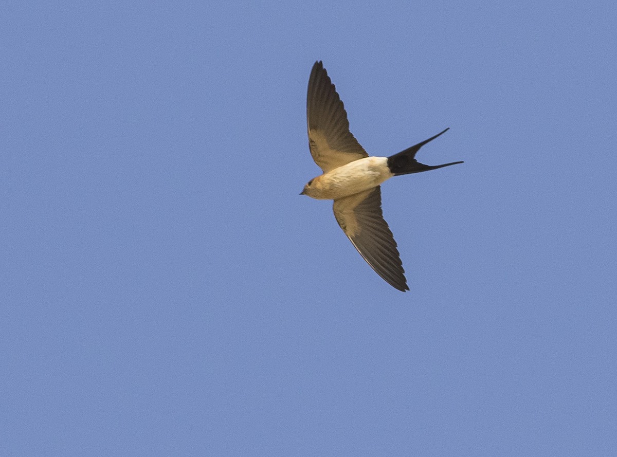 Red-rumped Swallow - ML152240601