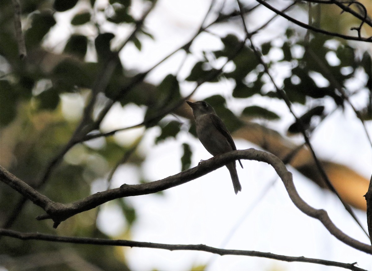 Brown-breasted Flycatcher - ML152240921