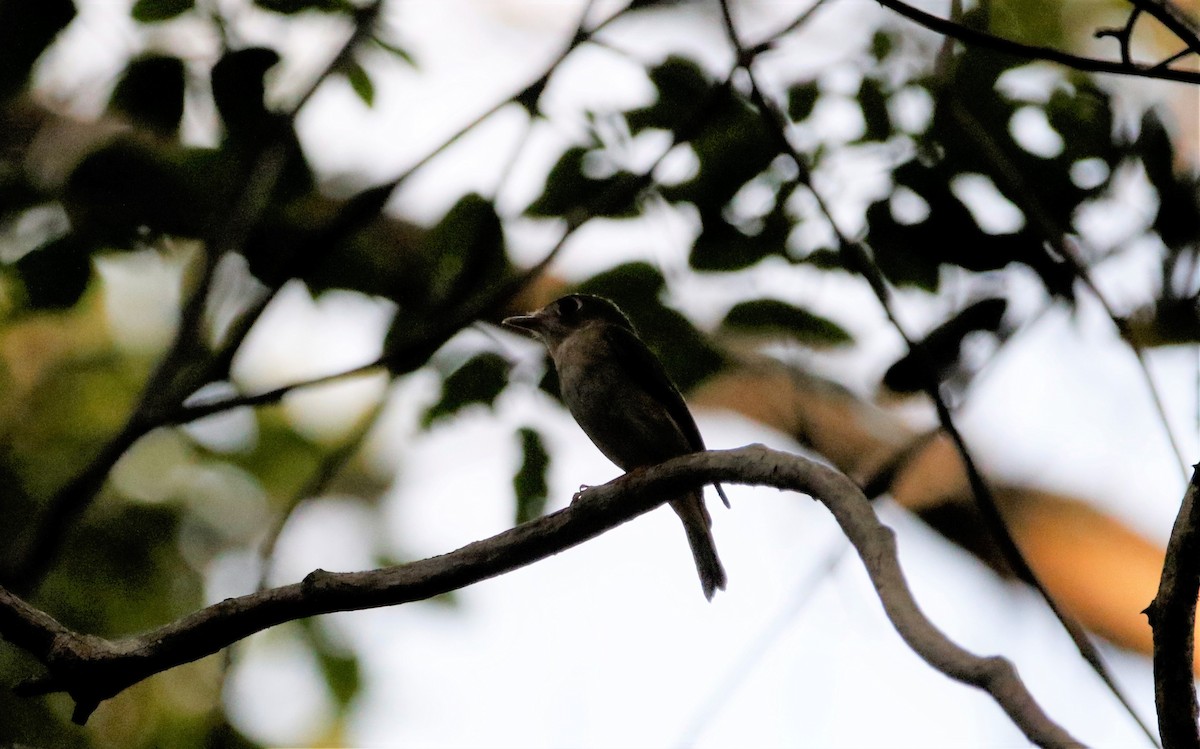 Brown-breasted Flycatcher - ML152240971