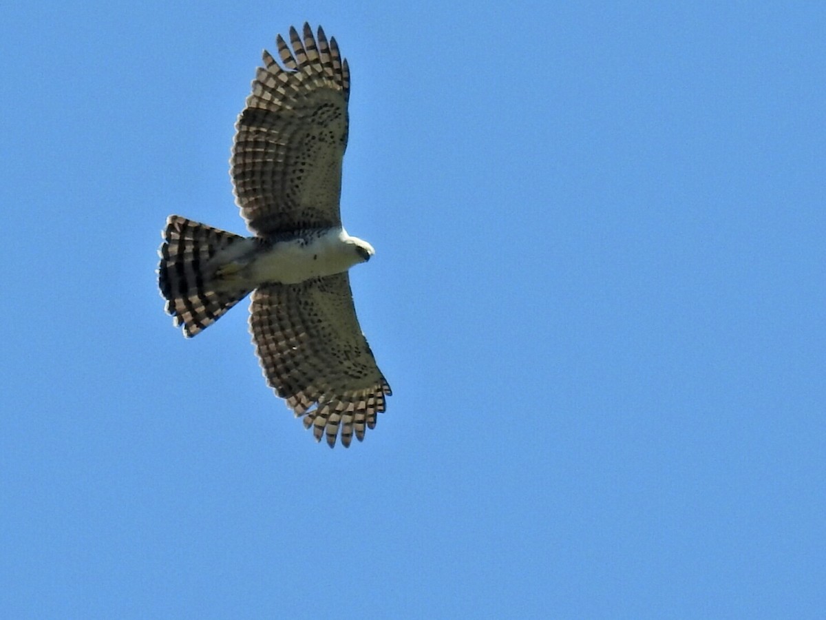 Ornate Hawk-Eagle - Guiller Mina