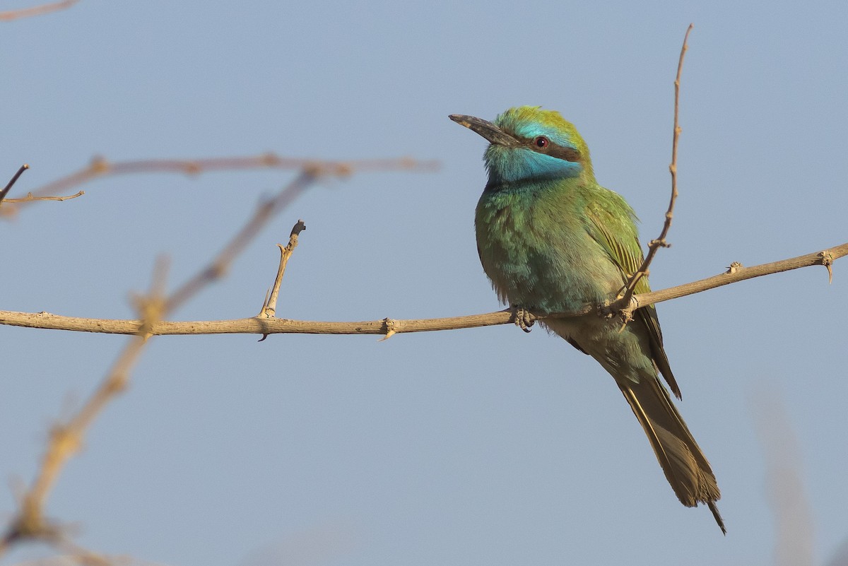 Arabian Green Bee-eater - Caleb Putnam