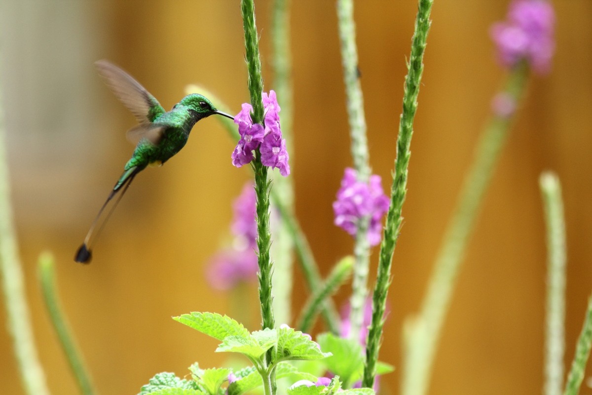 Rufous-booted Racket-tail - ML152241941