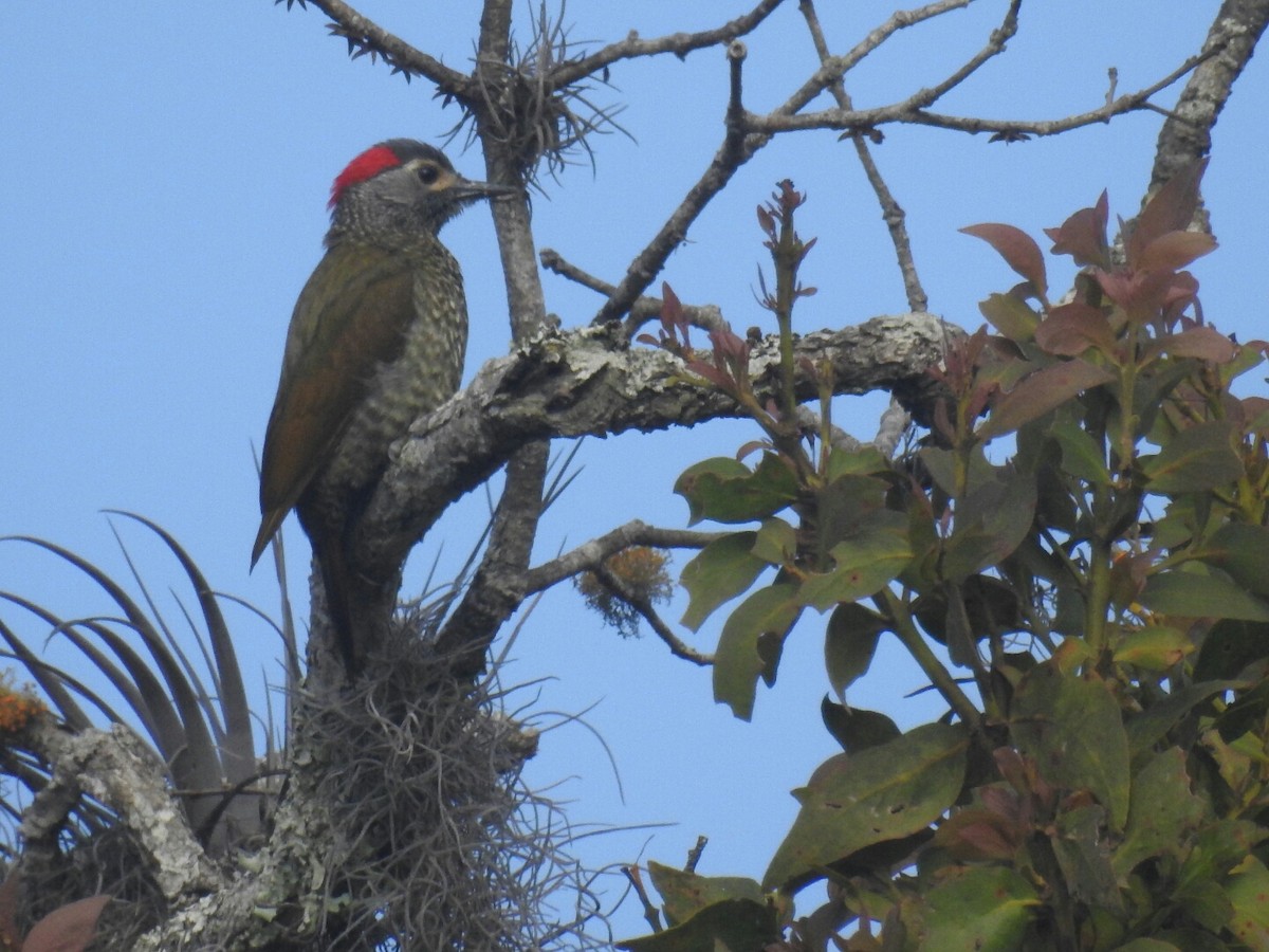 Golden-olive Woodpecker (Bronze-winged) - Guiller Mina