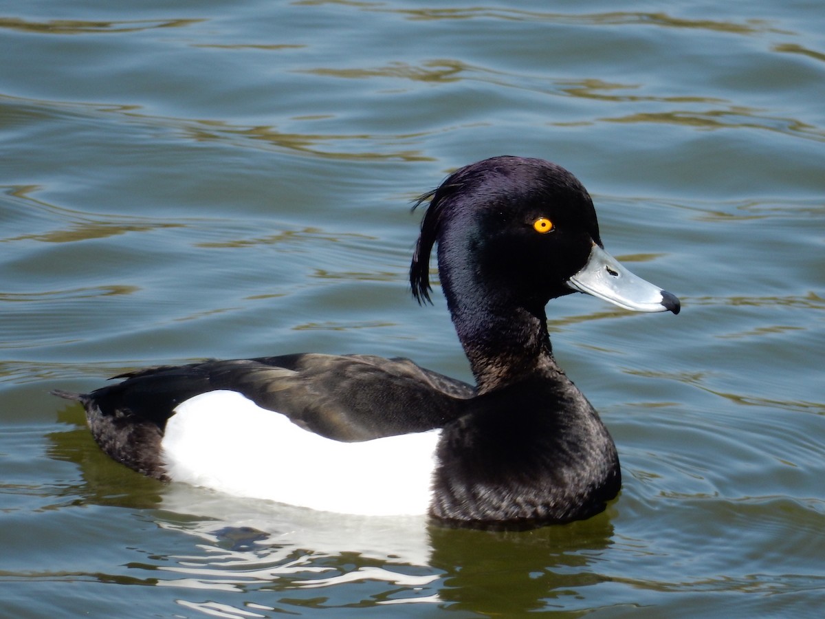 Tufted Duck - ML152242461